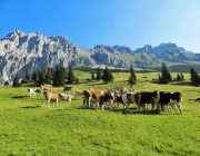 Hochfeldernalm 2013 – Vieh-Auftrieb ins Felderer Tal