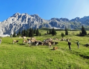 Hochfeldernalm 2013 – Vieh-Auftrieb ins Felderer Tal