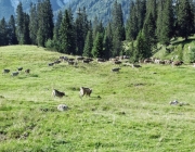 Hochfeldernalm 2013 – Vieh-Auftrieb ins Felderer Tal