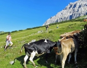 Hochfeldernalm 2013 – Vieh-Auftrieb ins Felderer Tal