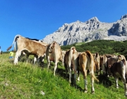 Hochfeldernalm 2013 – Vieh-Auftrieb ins Felderer Tal