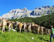 Hochfeldernalm 2013 – Vieh-Auftrieb ins Felderer Tal