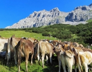 Hochfeldernalm 2013 – Vieh-Auftrieb ins Felderer Tal