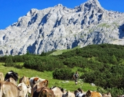 Hochfeldernalm 2013 – Vieh-Auftrieb ins Felderer Tal