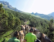 Hochfeldernalm 2013 – Vieh-Auftrieb ins Felderer Tal