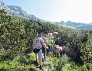 Hochfeldernalm 2013 – Vieh-Auftrieb ins Felderer Tal