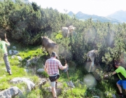 Hochfeldernalm 2013 – Vieh-Auftrieb ins Felderer Tal