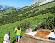 Hochfeldernalm 2013 – Vieh-Auftrieb ins Felderer Tal