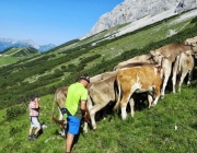 Hochfeldernalm 2013 – Vieh-Auftrieb ins Felderer Tal