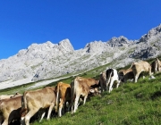 Hochfeldernalm 2013 – Vieh-Auftrieb ins Felderer Tal