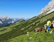 Hochfeldernalm 2013 – Vieh-Auftrieb ins Felderer Tal
