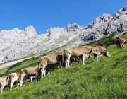 Hochfeldernalm 2013 – Vieh-Auftrieb ins Felderer Tal