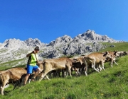 Hochfeldernalm 2013 – Vieh-Auftrieb ins Felderer Tal