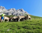 Hochfeldernalm 2013 – Vieh-Auftrieb ins Felderer Tal