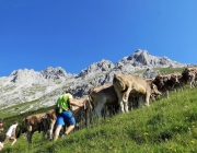 Hochfeldernalm 2013 – Vieh-Auftrieb ins Felderer Tal