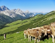 Hochfeldernalm 2013 – Vieh-Auftrieb ins Felderer Tal