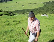 Hochfeldernalm 2013 – Vieh-Auftrieb ins Felderer Tal