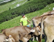 Hochfeldernalm 2013 – Vieh-Auftrieb ins Felderer Tal