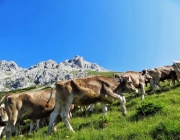 Hochfeldernalm 2013 – Vieh-Auftrieb ins Felderer Tal