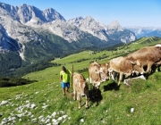 Hochfeldernalm 2013 – Vieh-Auftrieb ins Felderer Tal