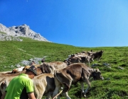 Hochfeldernalm 2013 – Vieh-Auftrieb ins Felderer Tal