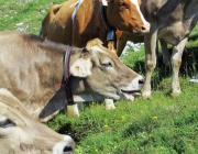 Hochfeldernalm 2013 – Vieh-Auftrieb ins Felderer Tal