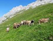 Hochfeldernalm 2013 – Vieh-Auftrieb ins Felderer Tal