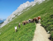 Hochfeldernalm 2013 – Vieh-Auftrieb ins Felderer Tal