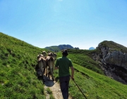 Hochfeldernalm 2013 – Vieh-Auftrieb ins Felderer Tal