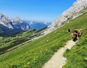 Hochfeldernalm 2013 – Vieh-Auftrieb ins Felderer Tal