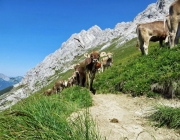 Hochfeldernalm 2013 – Vieh-Auftrieb ins Felderer Tal