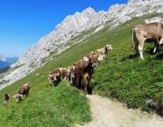 Hochfeldernalm 2013 – Vieh-Auftrieb ins Felderer Tal