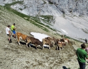 Hochfeldernalm 2013 – Vieh-Auftrieb ins Felderer Tal