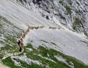 Hochfeldernalm 2013 – Vieh-Auftrieb ins Felderer Tal