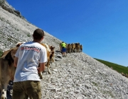 Hochfeldernalm 2013 – Vieh-Auftrieb ins Felderer Tal