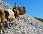 Hochfeldernalm 2013 – Vieh-Auftrieb ins Felderer Tal