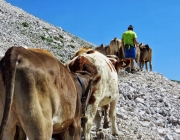 Hochfeldernalm 2013 – Vieh-Auftrieb ins Felderer Tal