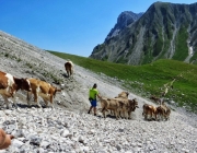 Hochfeldernalm 2013 – Vieh-Auftrieb ins Felderer Tal