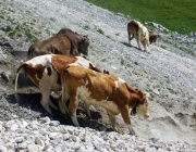 Hochfeldernalm 2013 – Vieh-Auftrieb ins Felderer Tal