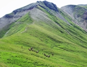 Hochfeldernalm 2013 – Vieh-Auftrieb ins Felderer Tal