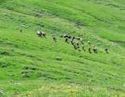 Hochfeldernalm 2013 – Vieh-Auftrieb ins Felderer Tal