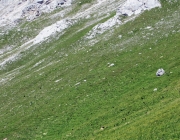 Hochfeldernalm 2013 – Vieh-Auftrieb ins Felderer Tal
