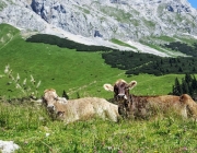 Hochfeldernalm 2013 – Vieh-Auftrieb ins Felderer Tal