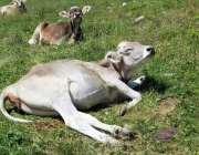 Hochfeldernalm 2013 – Vieh-Auftrieb ins Felderer Tal