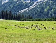 Hochfeldernalm 2013 – Vieh-Auftrieb ins Felderer Tal