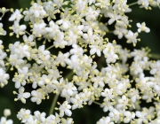 Frühsommer am Mieminger Berg – „Verneige Dich vor dem Holunderbaum“