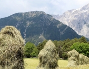 Frühsommer am Mieminger Berg – „Verneige Dich vor dem Holunderbaum“