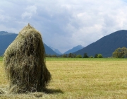 Frühsommer am Mieminger Berg – „Verneige Dich vor dem Holunderbaum“