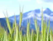 Frühsommer am Mieminger Berg – „Verneige Dich vor dem Holunderbaum“