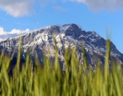 Frühsommer am Mieminger Berg – „Verneige Dich vor dem Holunderbaum“